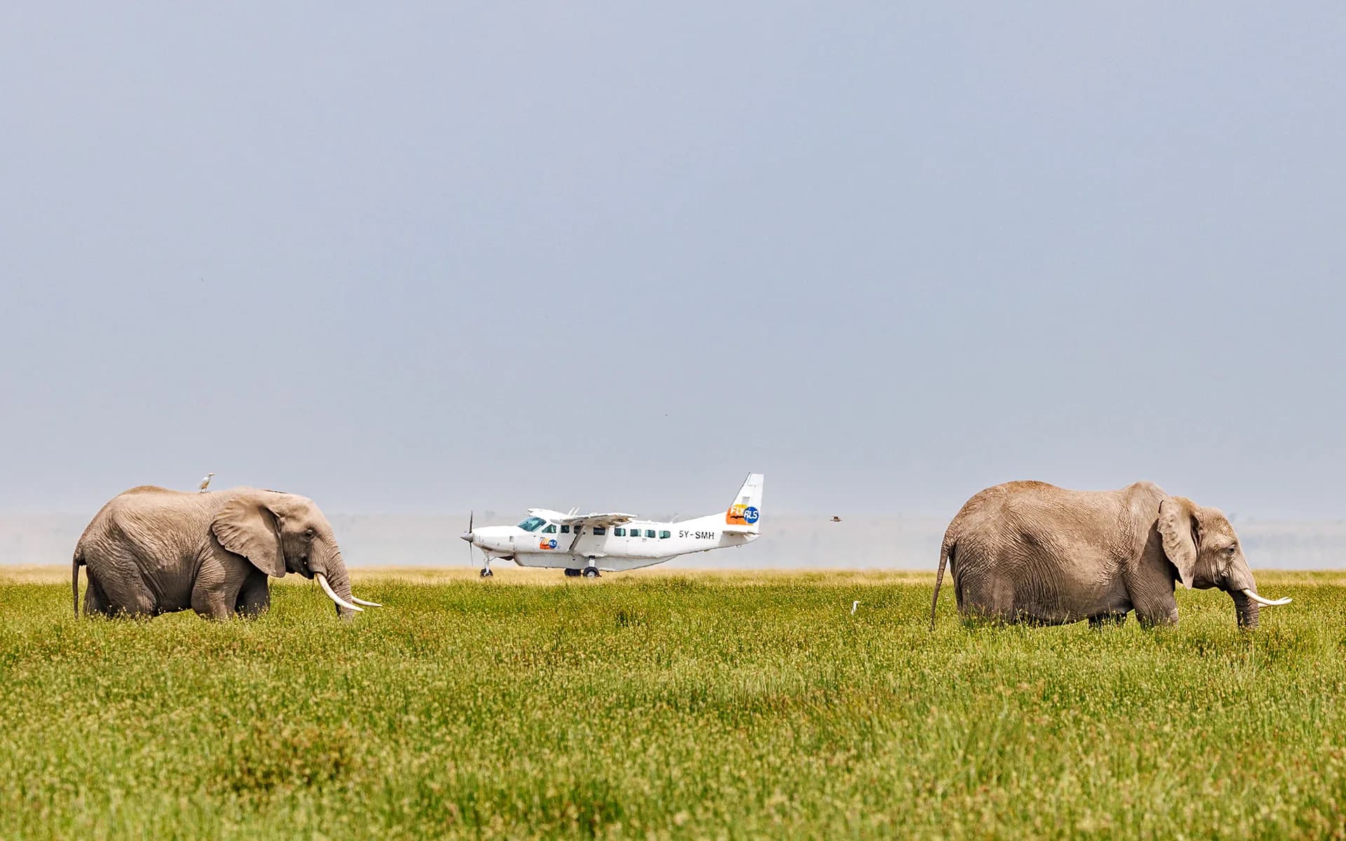 A Fly ALS Grand Caravan on the grass between two elephants
